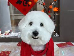 -宠宠熊宠物美容(星湖街店)