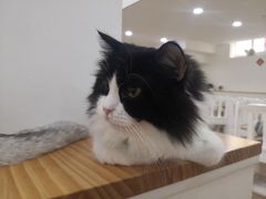 -李小姐の猫咖啡馆(五角场店)