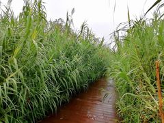 -洨河生态公园