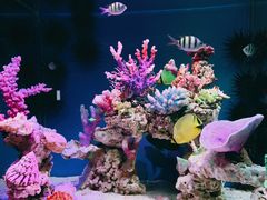 -上海海昌海洋公园