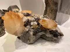 -墨尔本博物馆(Melbourne Museum)