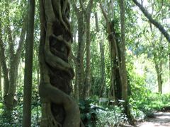 -中国科学院西双版纳热带植物园