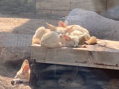 -灵玲国际马戏城