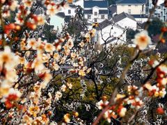 -香雪海