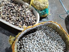 -东方国际水产中心