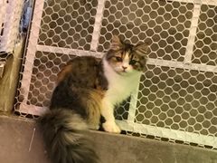 -豆老板的猫咖啡(碑林博物馆店)