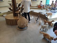 大堂-飞行喵MR PILOT|猫舍·猫咖(静安大融城店)