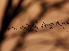 -湖南东洞庭湖国家级自然保护区