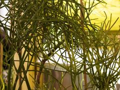 -一坐一忘云南菜(卓悦中心)