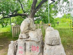 -御林古桑园