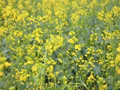 -光明小镇欢乐田园