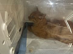 -康旭宠物医院(郑州总院)