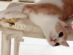 -喵的天空名猫咖啡馆·撸猫·猫舍·用品