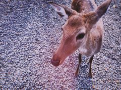 -鹿境梅花鹿生态园区