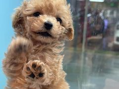 -FAELING PETS美天灵宠物(合生汇店)