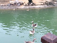 -芭东小镇温泉