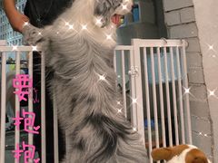 -浣熊柯尔鸭土拨鼠·电玩咖