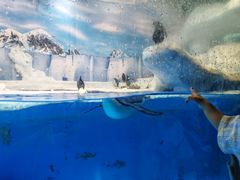 -海合安成都极地海洋公园