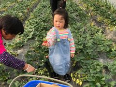 -小鱼草莓采摘园农家乐·小鱼餐厅