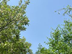 -清明上河园