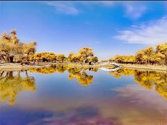 -金塔沙漠胡杨林景区