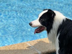 -汪说喵讲宠物乐园宠物酒店(红星美凯龙店)