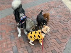 -万达广场(东莞厚街店)