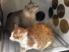 -袖虎宠物·金渐层缅因猫舍(灵芝店)