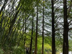 -深圳仙湖植物园
