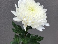 -侵华日军南京大屠杀遇难同胞纪念馆