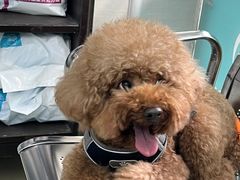 -瑞派动物医院·猫专科·至诚(江南中分院)