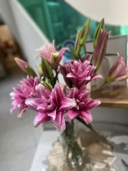 -薇薇安花系SPA