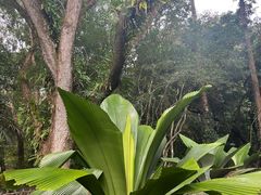 -中国科学院西双版纳热带植物园
