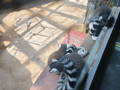 -鄂尔多斯野生动物园