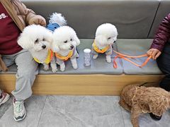 -pd派德宠物中心医院24H急重症·眼科中心·血液透析中心(嵩山北路店)