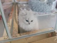 -糯米喵星人总部直营旗舰店·猫舍·幼猫出售