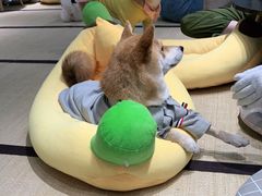 -逗柴咖啡屋·狗咖猫咖宠物桌游