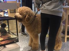 -momokira米努特·德文卷毛猫·棉花面纱犬