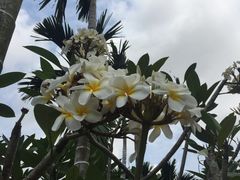 -三亚湾红树林度假世界(木棉酒店)