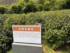 -龙坞茶村