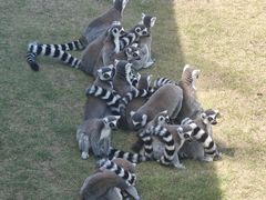 -西霞口神雕山野生动物世界