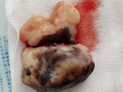 -瑞派福兴宠物医院犬猫全科·骨科·中西医结合(河东店)