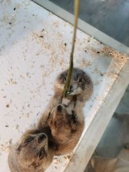 -Moni星球萌宠·小马宝莉·灵蛇·高端高阶全萌宠互动体验俱乐部(红豆国际广场店)
