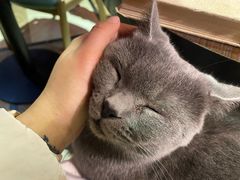 -猫色咖啡·猫咖