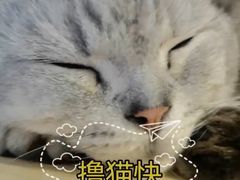 -猫咪派对(江南西店)