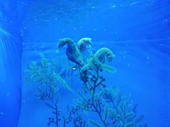 -乌鲁木齐海洋馆