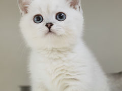 -lincat·猫舍(广州店)