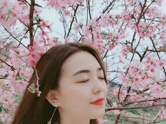 -天适樱花悠乐园