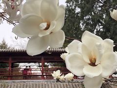 -大觉寺-停车场