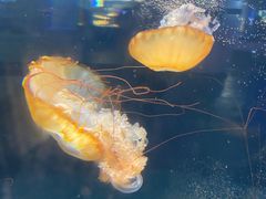 -重庆欢乐海底世界